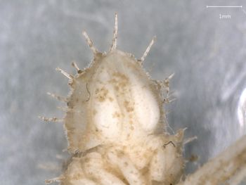 Media type: image; Invertebrate Zoology 151007